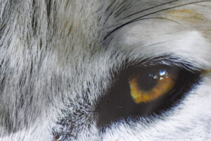 Read more about the article Doit-on avoir peur du Loup ?