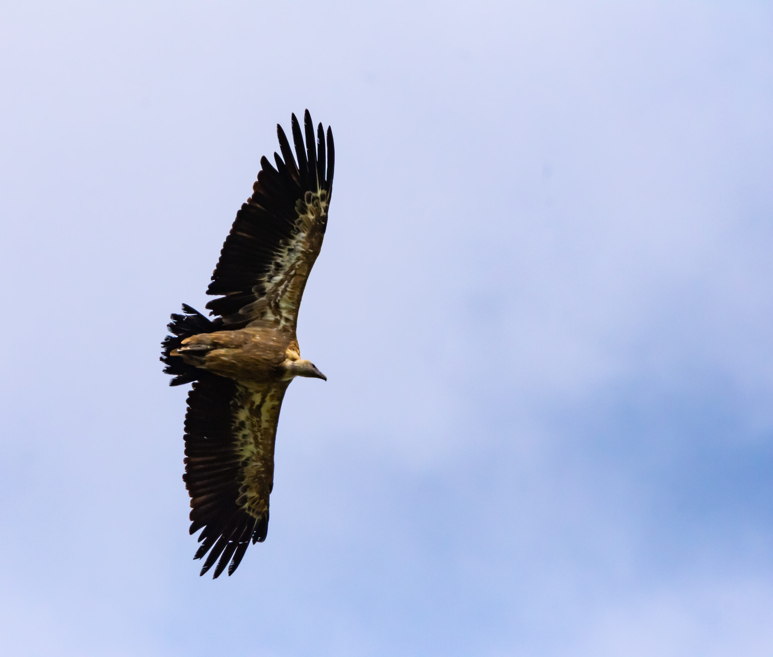 Read more about the article Les vautours du Vercors