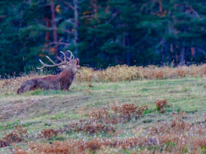 Read more about the article Le brame du cerf